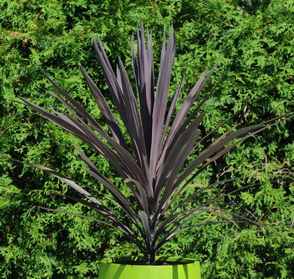 Cordyline australis 'Red Sensation'