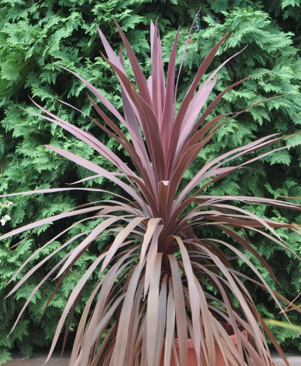 Cordyline australis 'Red Star'