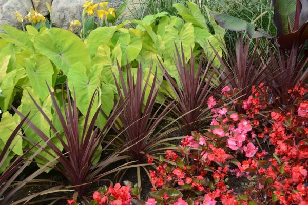 Cordyline australis 'Red Star'