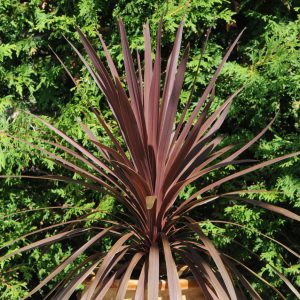 Cordyline australis 'Red Star'