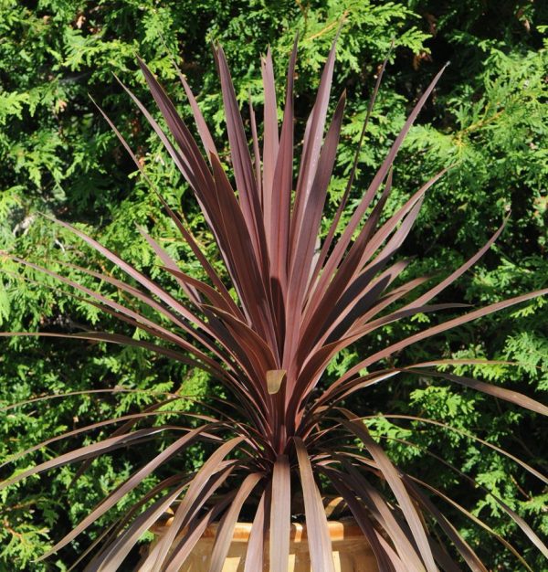 Cordyline australis 'Red Star'