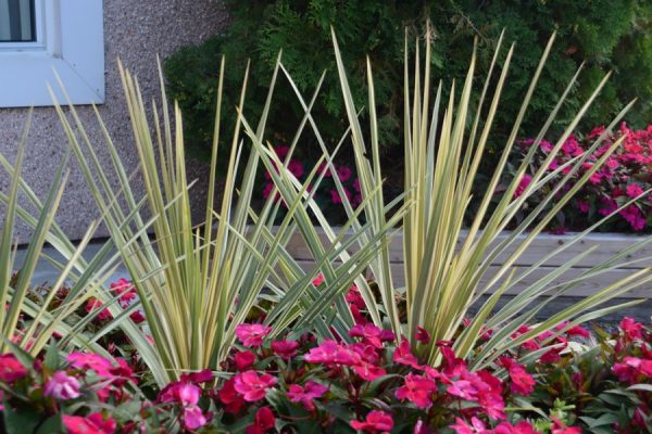 Cordyline australis 'Torbay Dazzler'