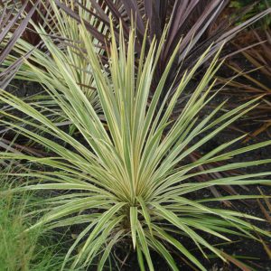 Cordyline australis 'Torbay Dazzler'