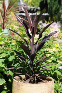 Cordyline fruticosa Caruba™ Black 'Bra01'