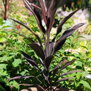 Cordyline fruticosa Caruba™ Black 'Bra01'