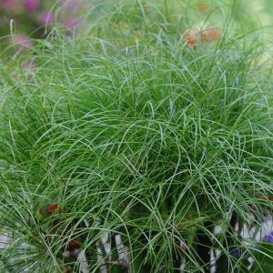 Cyperus