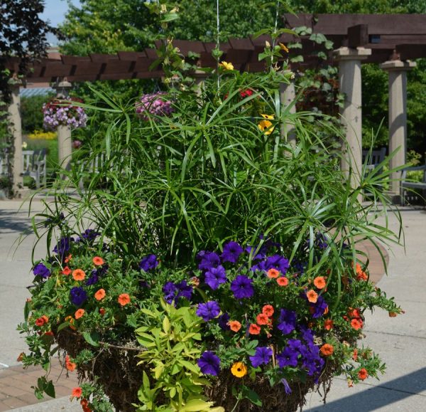 Cyperus alternifolius 'Umbrella'