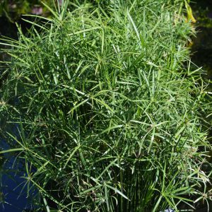 Cyperus alternifolius 'Umbrella'