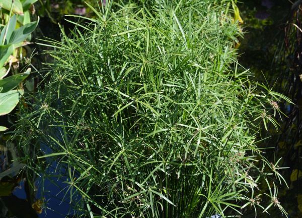 Cyperus alternifolius 'Umbrella'