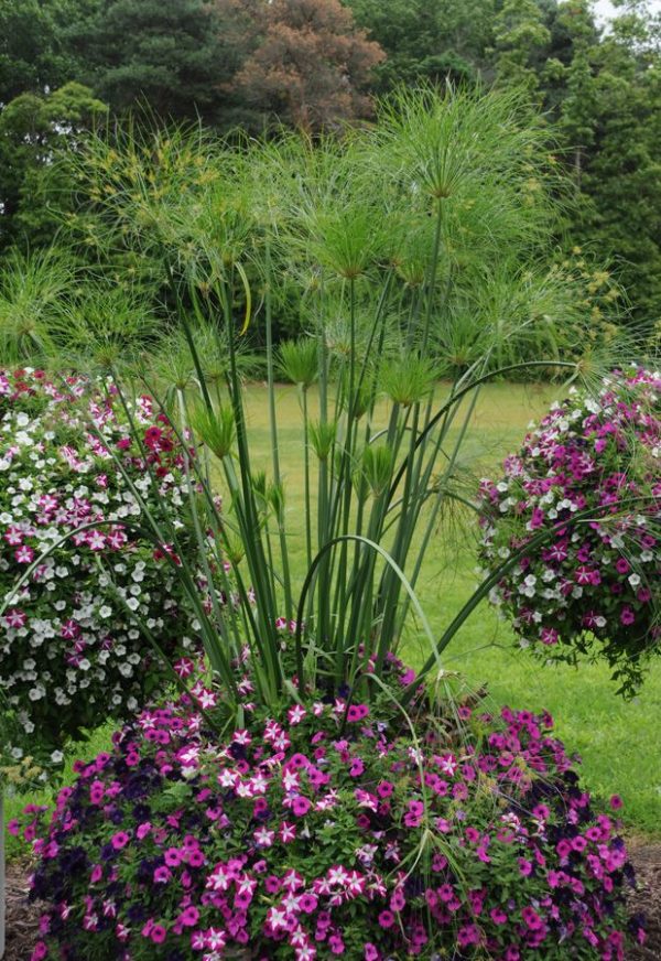 Cyperus giganteus