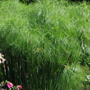 Cyperus giganteus