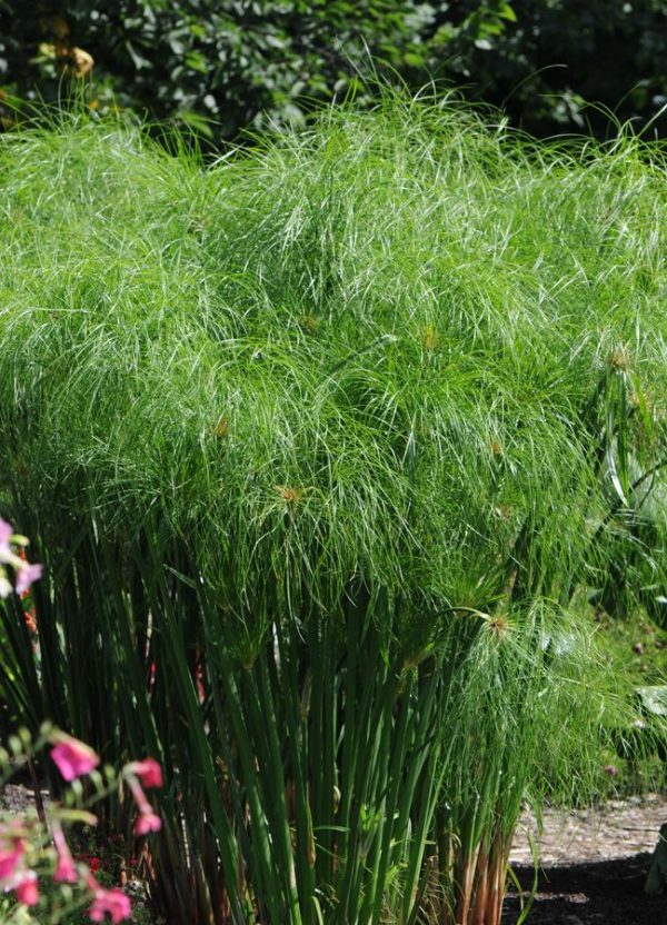 Cyperus giganteus