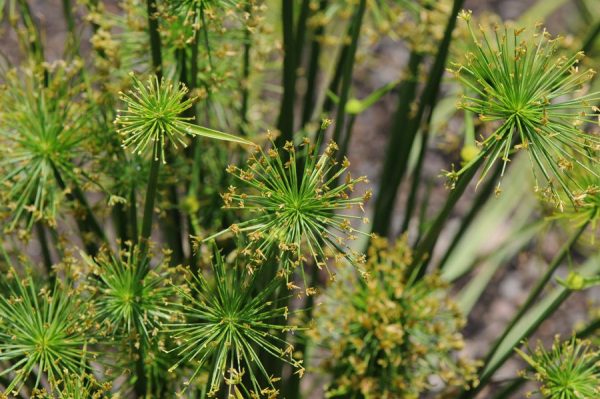 Cyperus isocladus