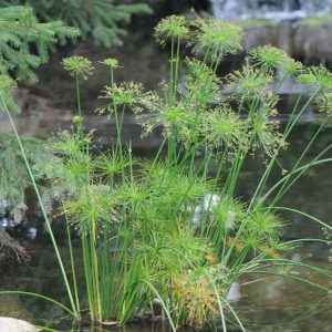 Cyperus isocladus