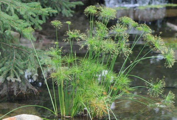 Cyperus isocladus