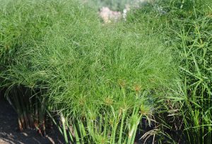 Cyperus papyrus 'Little Tut'