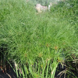 Cyperus papyrus 'Little Tut'