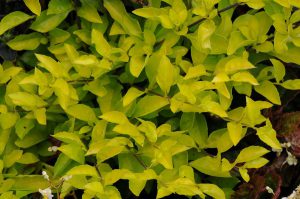 Duranta erecta 'Cuban Gold'