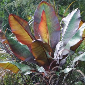 Ensete