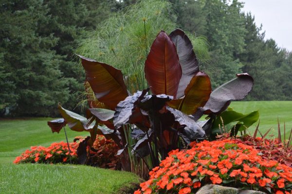 Ensete ventricosum 'Maurelii'