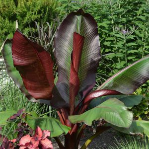 Ensete ventricosum 'Maurelii'