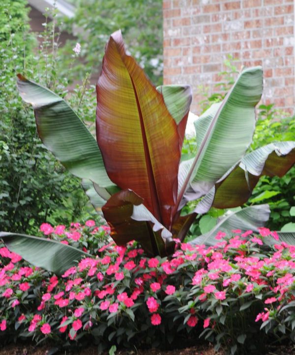 Ensete ventricosum 'Maurelii'