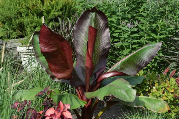 Ensete ventricosum 'Maurelii'