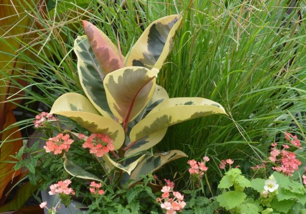 Ficus elastica 'Tineke'