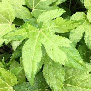 Fatsia japonica