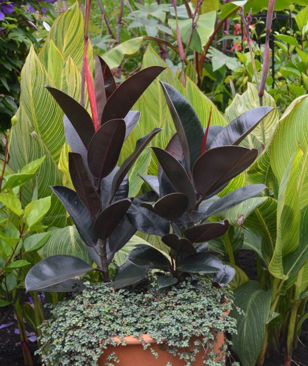 Ficus elastica 'Burgundy'