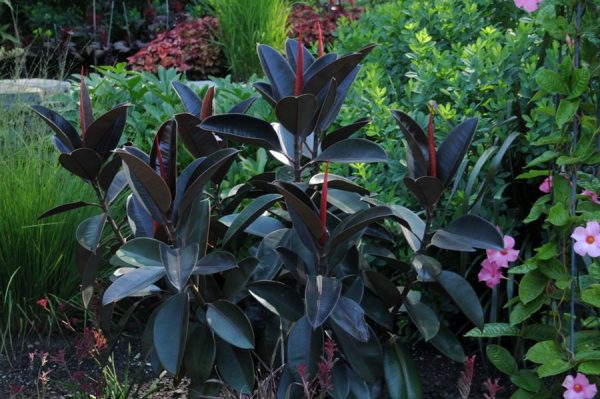 Ficus elastica 'Burgundy'