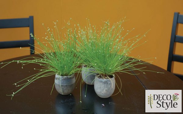 Isolepis cernua 'Live Wire'