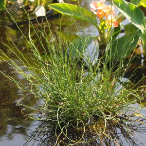 Juncus effusus 'Twister'