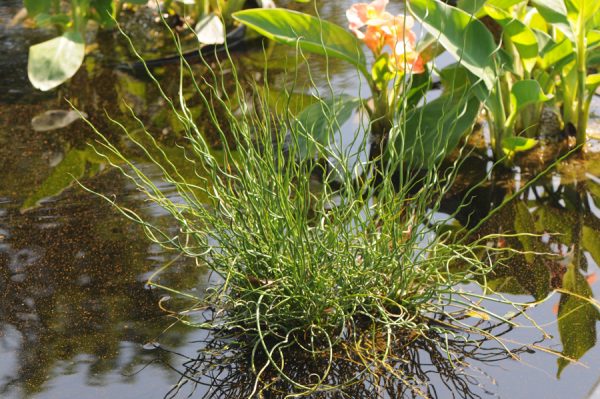 Juncus effusus 'Twister'