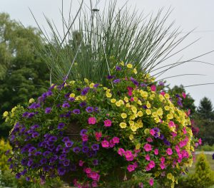 Juncus inflexus 'Blue Arrows'