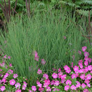 Juncus inflexus 'Blue Arrows'