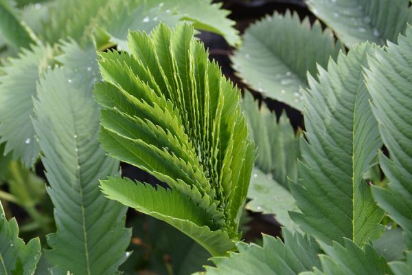 Melianthus major