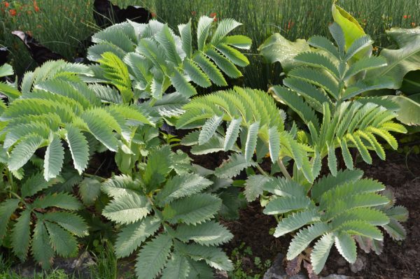 Melianthus major