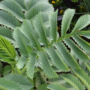 Melianthus major