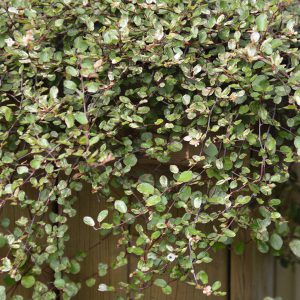 Muehlenbeckia complexa 'Variegated'