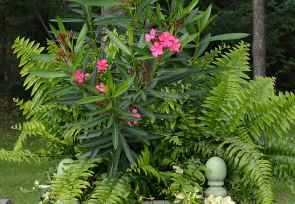 Nephrolepis biserrata 'Macho'