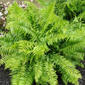 Nephrolepis biserrata 'Macho'