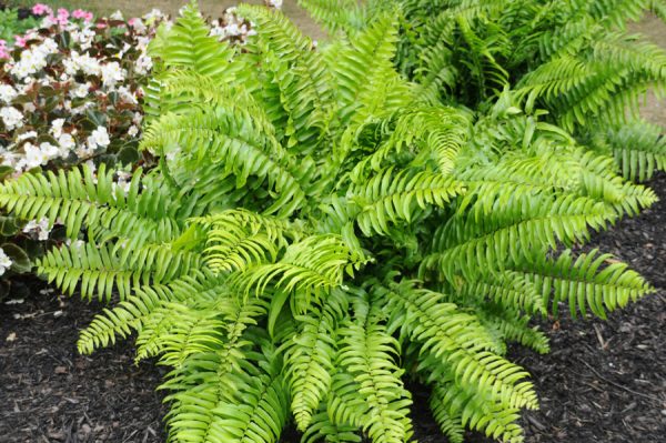 Nephrolepis biserrata 'Macho'