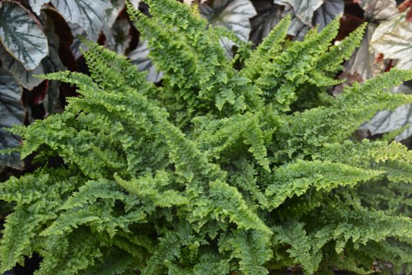 Nephrolepis exaltata 'Fluffy Ruffles'