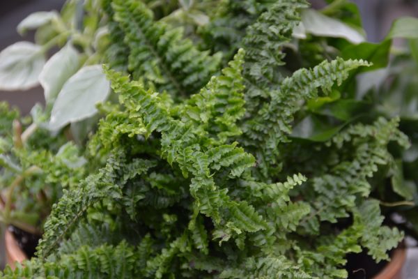 Nephrolepis exaltata 'Fluffy Ruffles'