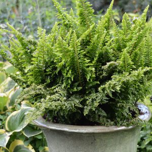 Nephrolepis exaltata 'Fluffy Ruffles'