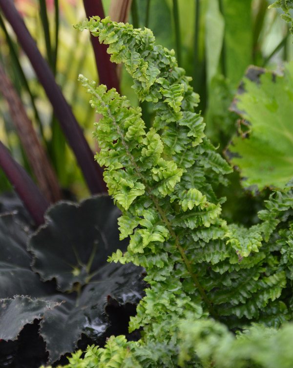 Nephrolepis exaltata 'Fluffy Ruffles'