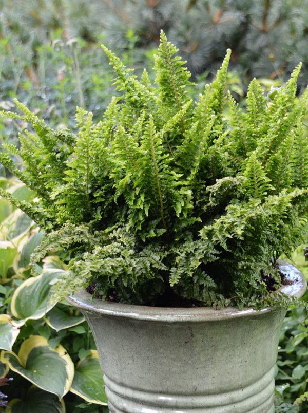 Nephrolepis exaltata 'Fluffy Ruffles'