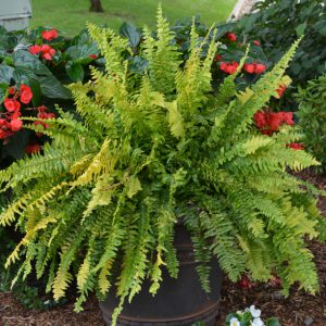 Nephrolepis exaltata 'Tiger Fern'