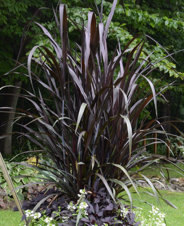 Pennisetum purpureum First Knight™